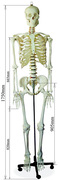 头骨模型颈椎模型170cm人体大骨骼模型 K骷髅骨架标本脊椎模型包
