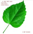 yy靓号yy号码yy帐号yy小号歪歪帐号 7A6A5A4A3A 全新四无靓号