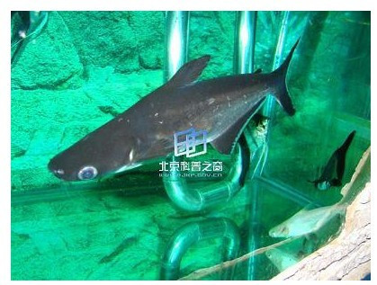 秒杀 蓝鲨 虎鲨17-18cm 可与龙鱼混养热带鱼观