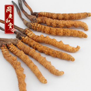  同庆和堂 正品青海玉树冬虫夏草2根/克 特价包邮 新草同仁堂级别