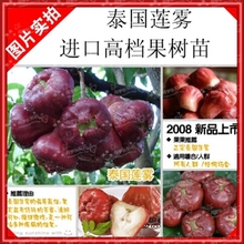 泰国黑金刚莲雾苗、黑珍珠莲雾果树苗、嫁接水果 果树苗 当年结果