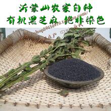 绝非陈芝麻 98%发芽率/纯正农家自种有机黑芝麻生/绝非染色