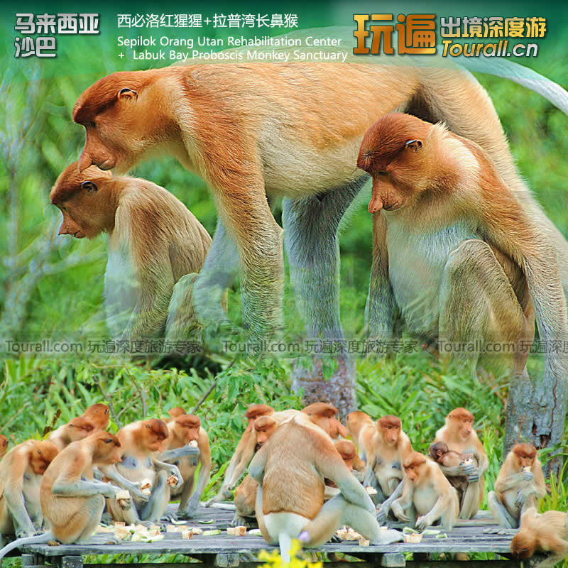 马来西亚沙巴山打根红树林Labuk Bay拉仆湾拉普湾长鼻猴保护区在类目 度假线路/签证送关/旅游服务, 目的地玩乐, 境外玩乐套餐中 - 来自Buy2taobao.com提供专业的淘宝代购服务