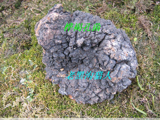 長白山野生白桦茸 桦褐孔菌 桦樹黃正品 桦樹茸俄羅斯桦樹淚在類目 傳統滋補營養品, 靈芝, 整枝靈芝中 - 來自Buy2taobao.com提供專業的淘寶代購服務