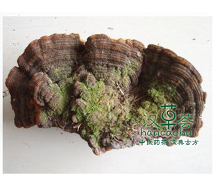  汉草荟 野生松针层孔菌 灵芝 500g