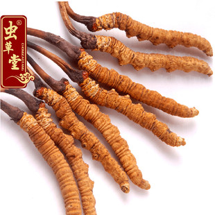  【虫草堂】正品冬虫夏草那曲冬虫夏草西藏地区批发虫草虫草礼盒装