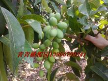 极品药用檀香青橄榄治咽喉炎宝宝咳嗽嗓子痛小儿支气管炎买2送1