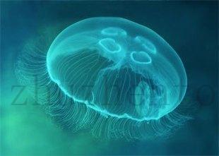 批发供应水母观赏水母海月水母活水母伞体直径