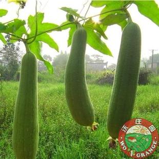  沃庄园精品丝瓜500克 新鲜蔬菜润肌美肤解毒 今日特价秒杀菜市场