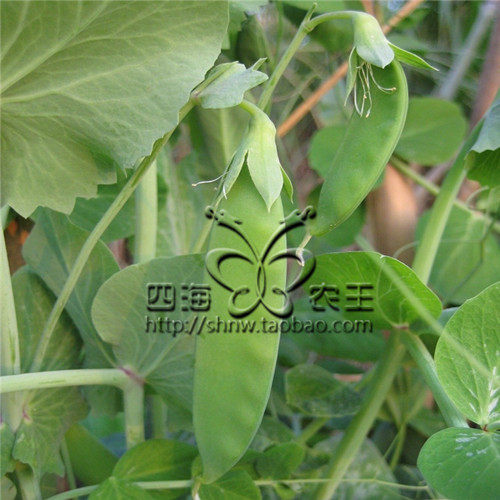 蔬菜种子 阳台种菜 盆栽 豌豆种子 大荚荷兰豆30粒 满38包邮
