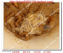 种蝎东亚钳蝎养殖十足全蝎蝎养殖种蝎/满百只包邮/多买多送