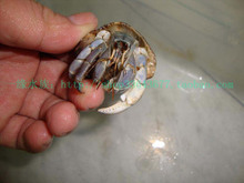 陆地寄居蟹之紫色年华----紫罗兰色2-3CM