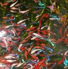 搜索网上购物泰国斗鱼相关商品-宠物\/宠物食品