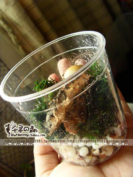 Children's day gifts cute mini live live pet hermit crabs hermit crab mini Cup set! Special offer