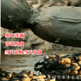  湖北特产.蔡甸鲜藕500克。带泥巴发货。粉藕。在家煨汤汤啦