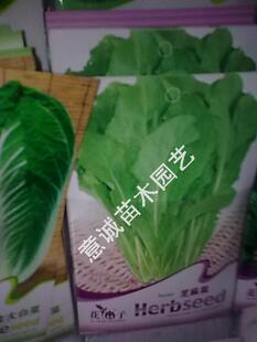 香草种子系列  蔬菜系列  【芝麻菜】