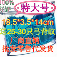 正品特大号蚂蚁宫房蚂蚁工坊工房家园 送蚂蚁 工坊挂件种子无蚁后