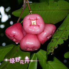 绿野花卉 出售果树苗 黑珍珠又名黑金刚 莲雾苗 果木苗 果苗