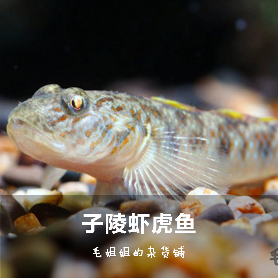 子陵虾买三送一 虎虾虎鱼溪吻虾虎鱼淡水观赏鱼冷水原生鱼虾虎鱼在类目 宠物/宠物食品及用品, 水族世界, 鱼中 - 来自Buy2taobao.com提供专业的淘宝代购服务
