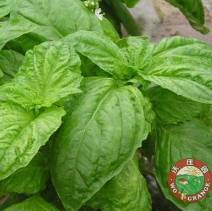  沃庄园 有机罗勒叶/九层塔250g,药用香料新鲜蔬菜,今日秒杀菜市场