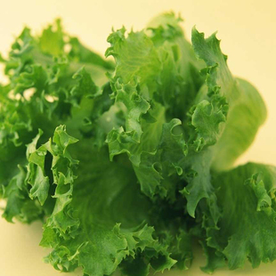  预售4.15发货 嘉仕有机奶油生菜 美味沙拉蔬菜 新鲜有机蔬菜配送