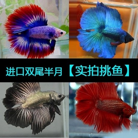 【果果斗鱼】泰国进口展示级成年公双尾半月斗