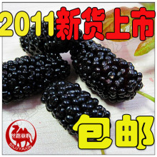 新疆特产250克黑桑干 黑桑椹干/黑桑葚干 桑葚子桑椹紫桑干 T
