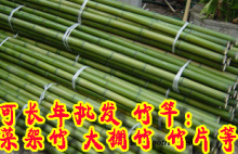 细竹竿批发庭院菜园蔬菜搭架栏杆 园艺篱笆竹围栏竹子栅栏旗竹杆