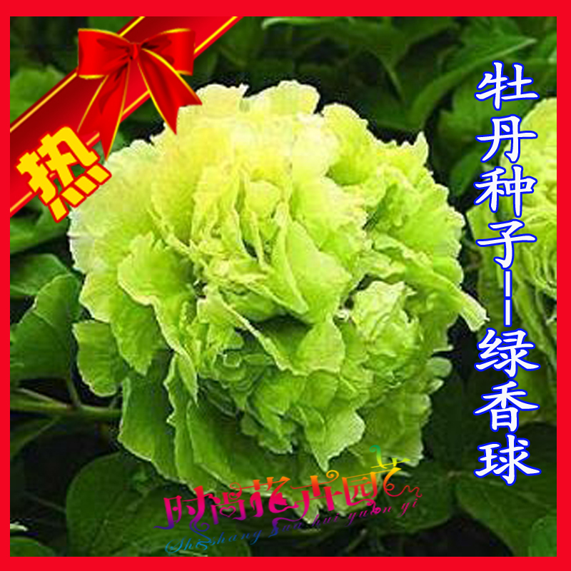 牡丹种子 中国国花 牡丹花苗 花 种子 各种颜色