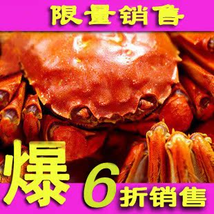  鲜活水产包装江苏中国大陆正宗阳澄湖大闸蟹母螃蟹 海鲜 现货