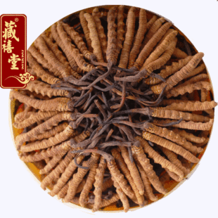  藏禧堂 精选西藏那曲冬虫夏草 年新虫草 2.6根1克 龙头虫草