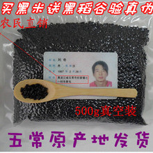 镇店之宝自家黑米新米东北五常特产无染色优质有机黑大米500g