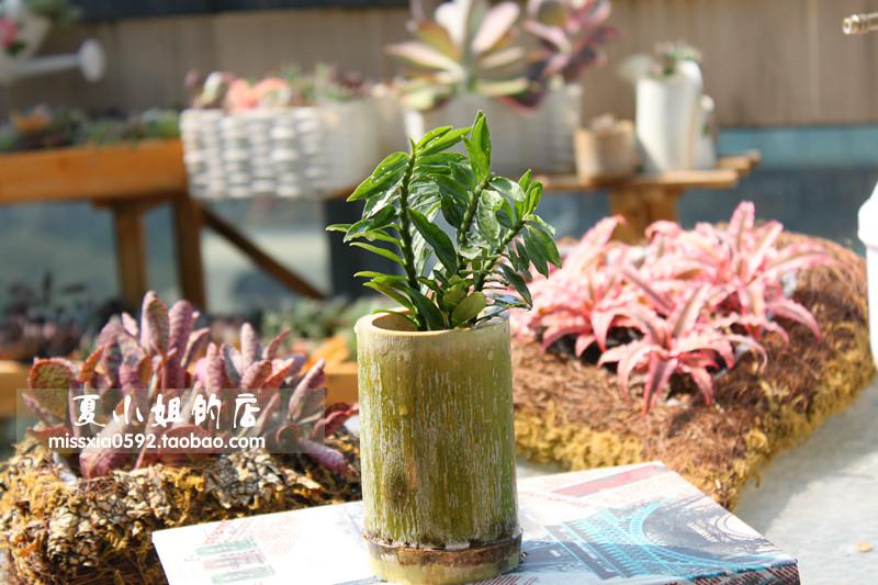 肉植物 玉蜻蜓 龙凤木 四季常绿可水培可土种 -