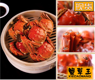  【现货】阳澄湖大闸蟹/单只母蟹2.7-2.9两/满10送2/包顺丰