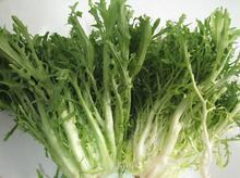  满包邮 特价促销 绿色新鲜蔬菜 苦菊菜 西餐配料 狗牙生菜 500g