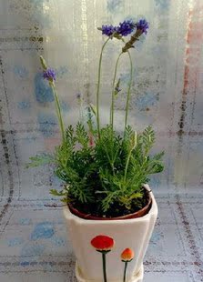 法国香草植物 其他品牌 护肤美容 熏衣草 泡澡