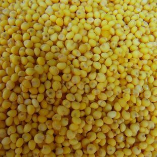  杂粮 粗粮 大黄米 粘小米糯小米黍米软黄米 阳盛阴虚失眠利肺首选