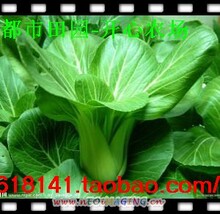 多种可选（1分3粒）- 白菜 茴香 苋菜 香菜 种子满49包邮