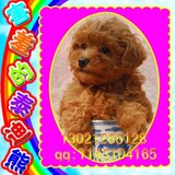 狗狗金毛犬，金毛导盲犬，金毛巡回猎犬，金毛幼犬保健康 支付宝
