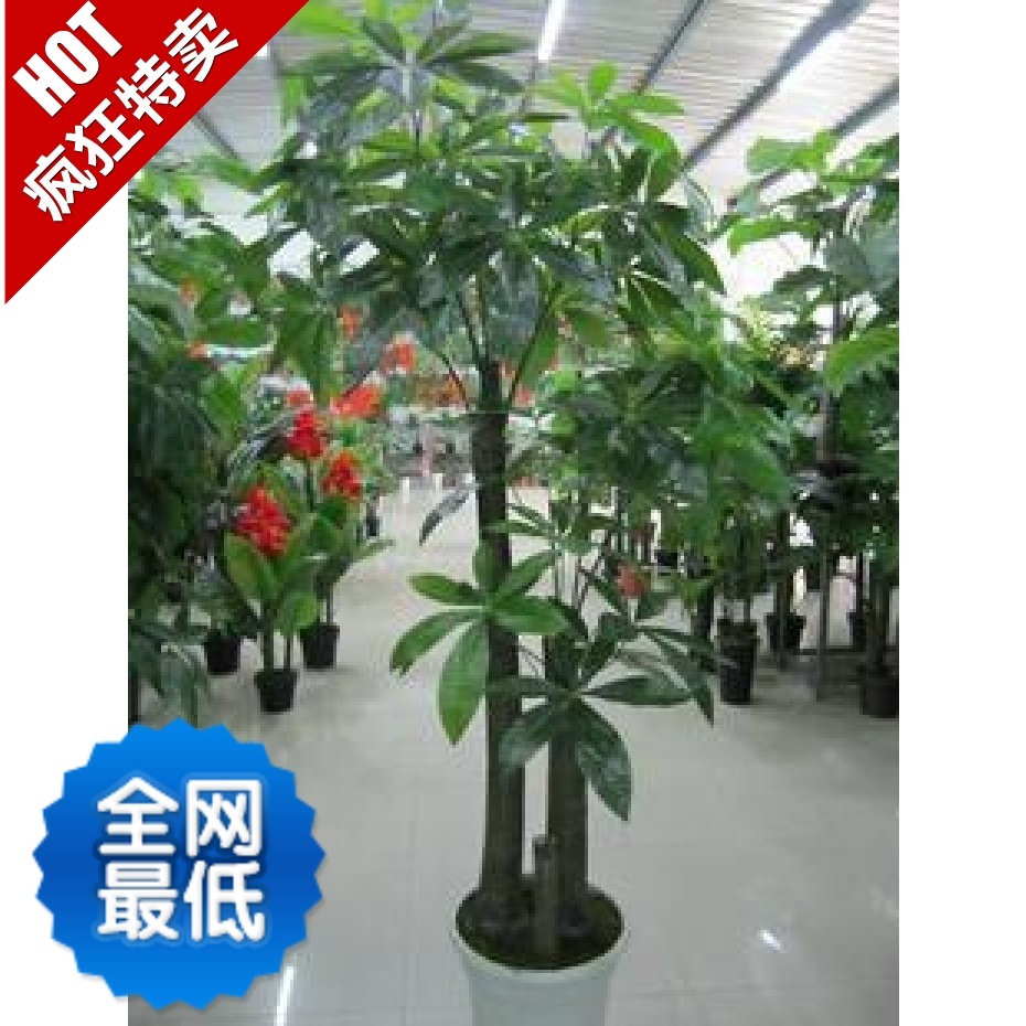  发财树多少钱 ,发财树网上专卖,发财树叶子发黄