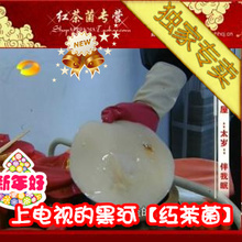 特价正宗黑河红茶菌复壮大号菌种（原价150）抢购价68