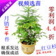 冲2冠-限时4.4折 健康树红豆杉树苗 红豆杉盆景50-120高 易养护