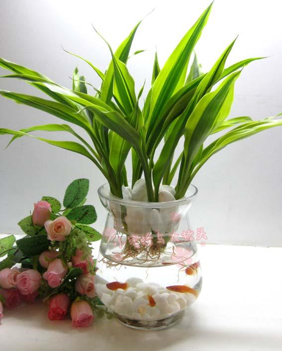 水培室内植物花卉*金边富贵竹5支装*整套可养鱼吸附甲醛在类目 鲜花速递/花卉仿真/绿植园艺, 花卉/绿植盆栽(新), 绿植中 - 来自Buy2taobao.com提供专业的淘宝代购服务