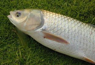  现杀草鱼 鲩鱼 淡水鱼 海鱼水产品 送货到家  只售深圳 广州 东莞