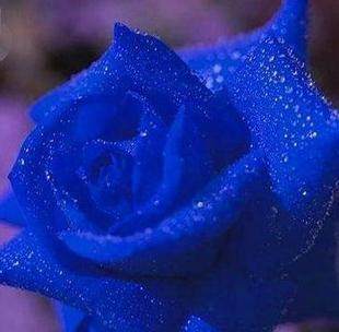 花卉/绿植盆栽,秒杀特价 <em>十姐妹</em>蔷薇3年苗 销量