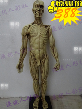厂家45cm艺用人体肌肉模型 解剖结构手办 美术男版人体模型 美术