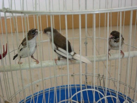 中小型鸟笼江浙户40元包邮,新到鹦鹉饲料<em>鸟</em>食