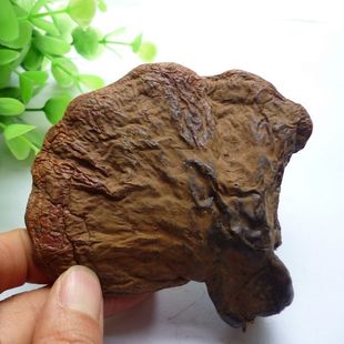  ［鑫喆］长白山野生灵芝14克 正品野生 188号