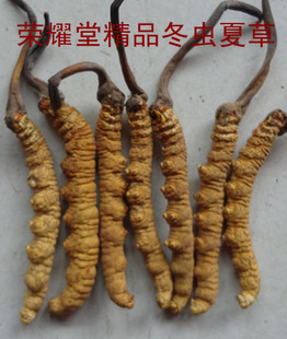  支持药房验货荣耀堂品牌冬虫夏草批发4根/克