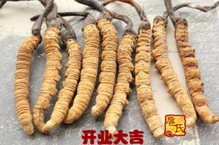  扈氏正品 冬虫夏草玉树同仁堂冬虫夏草批发年虫草正品 3条/克